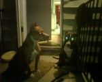 Dogs pitbull